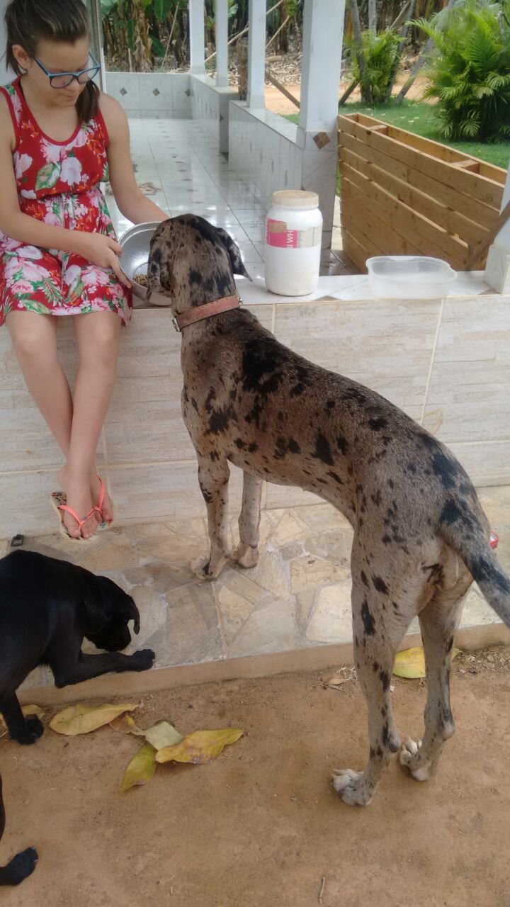 Dogue Alemão se Alimentando 