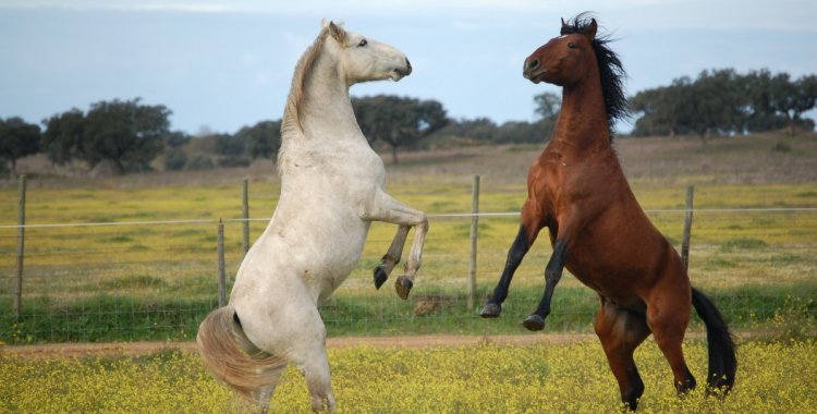 Dois Cavalos Alter Real