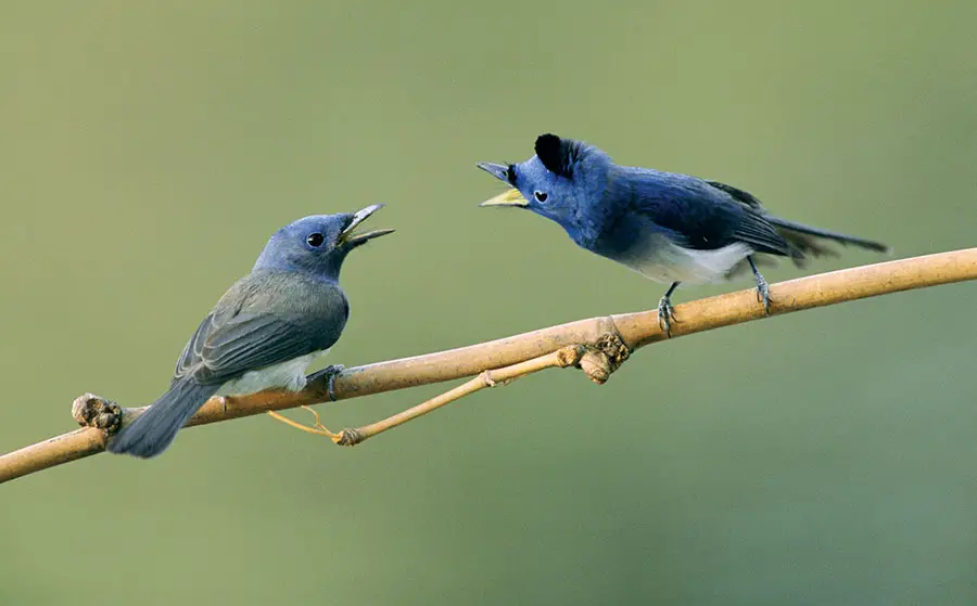 Dois Pássaro Cantando 