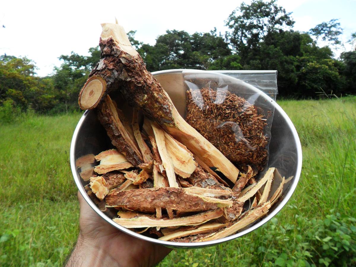 Pode Fazer Ducha com Barbatimão? Como Fazer? Passo a Passo
