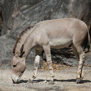 Quais São os Predadores do Burro e Seus Inimigos Naturais?