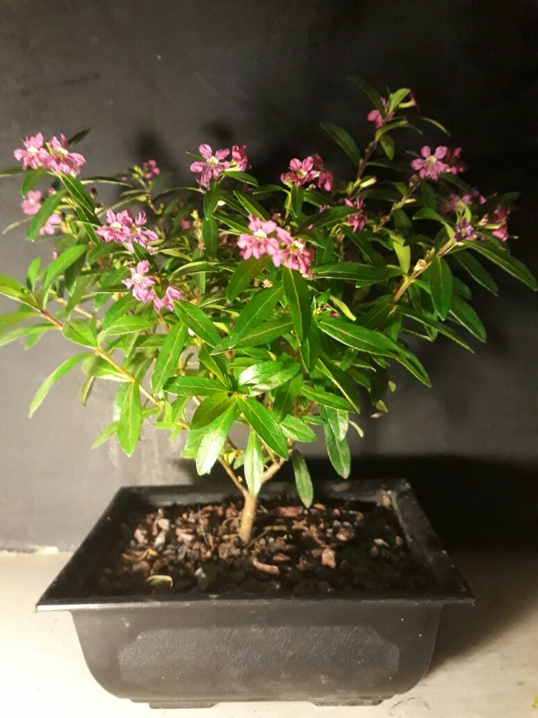 Erica Bonsai no Vaso 