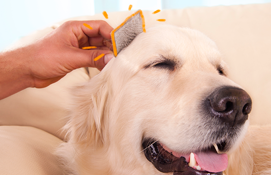 Escovando o Golden Retriever