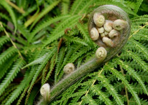 Esporo das Plantas