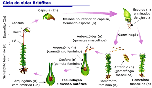 Esporos Briófitas - Ciclo de Vida