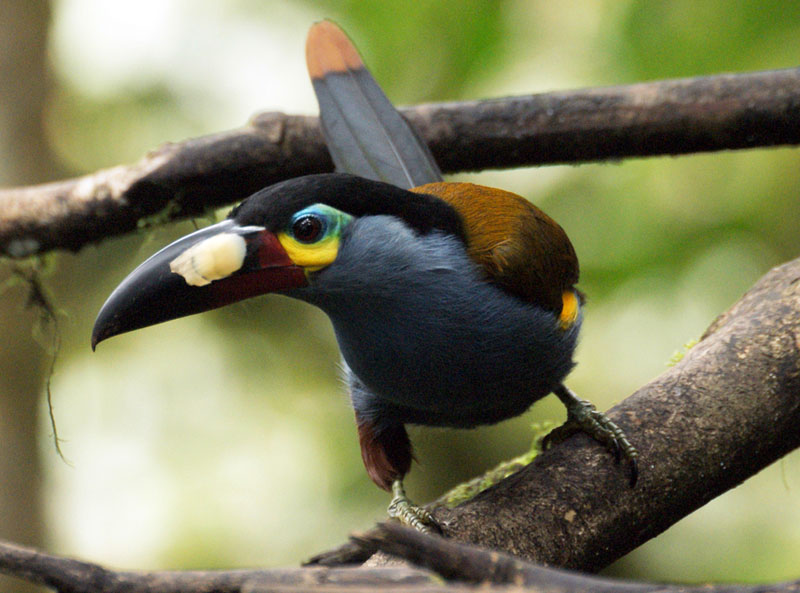 Espécie de Toucanets Em Cima da Árvore 