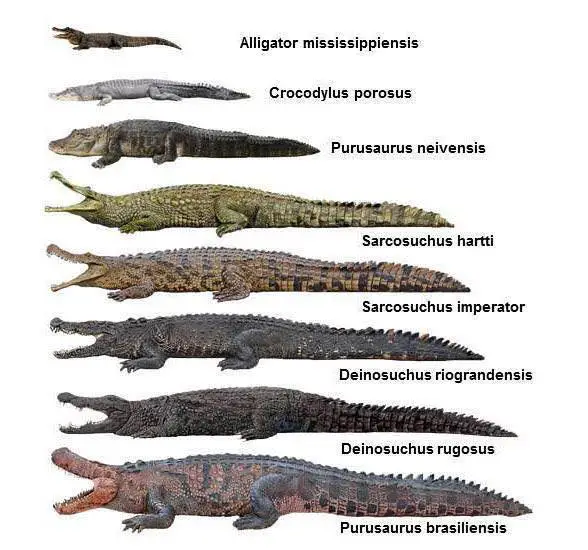 Espécies Históricas De Crocodilos