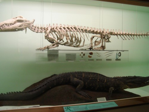 Esqueleto de Crocodilo