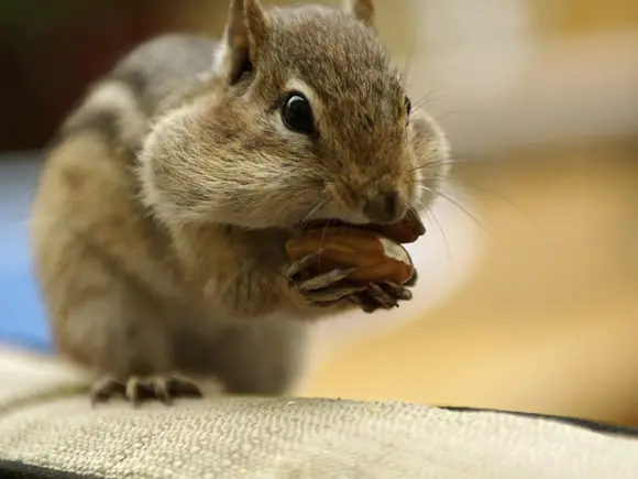 Esquilo Comendo