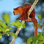 Esquilo-Voador-Gigante-Vermelho na Árvore