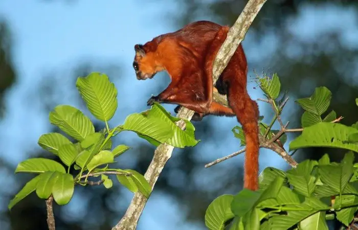 Esquilo-Voador-Gigante-Vermelho na Árvore 