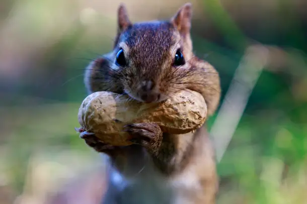 Esquilo se Alimentando - Amendoim 