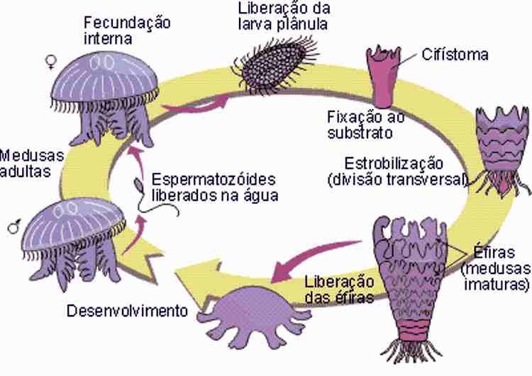 Exemplo de Ciclo Metagênico