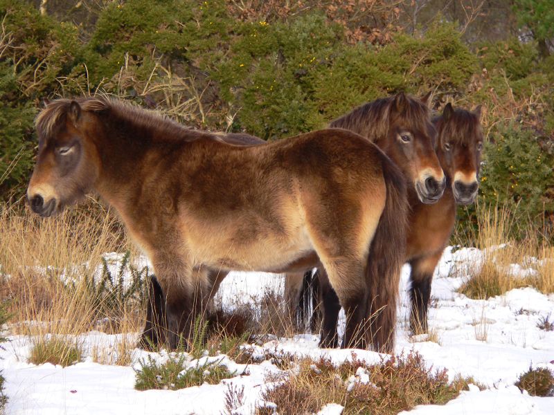 Exmoor Poney