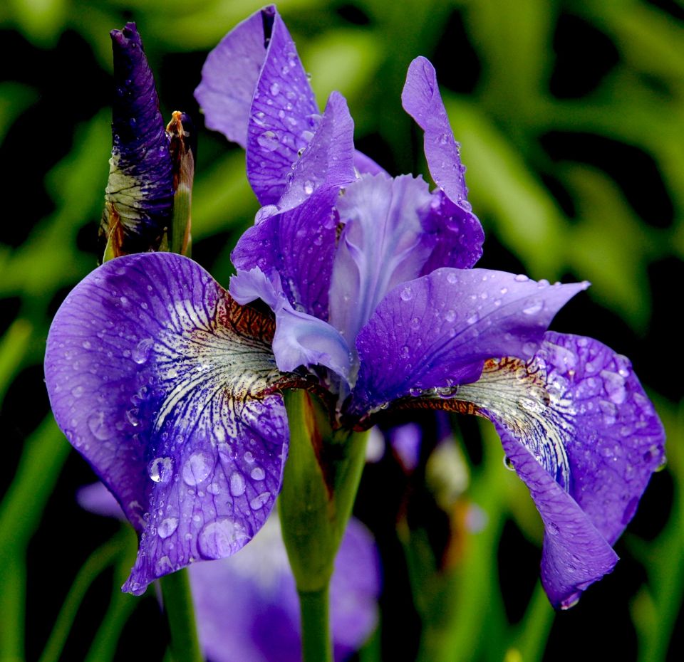 Falsa-Iris no Jardim 