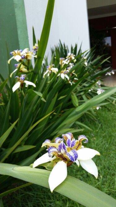Falsa Íris no Jardim