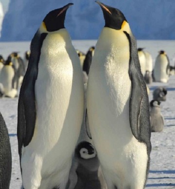 Família de Pinguim 