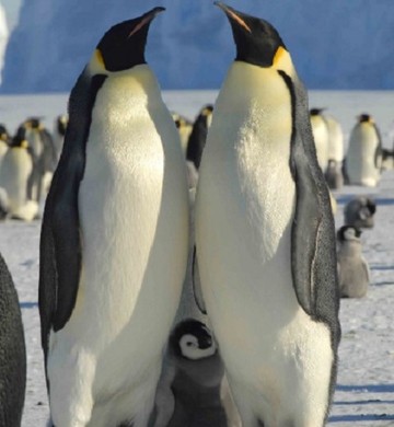 Família de Pinguim