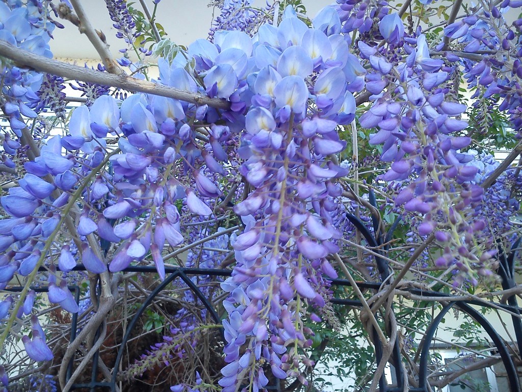 Ficha Técnica da Flor Glicínia