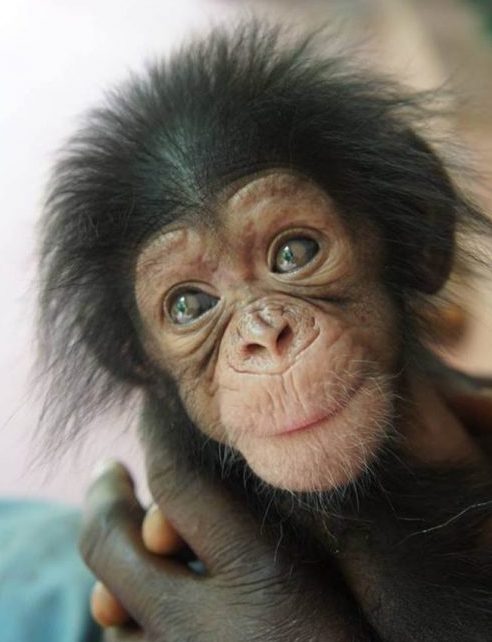 Filhote de Chimpanzé 