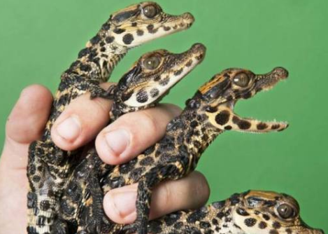 Filhote de Crocodilo Anão