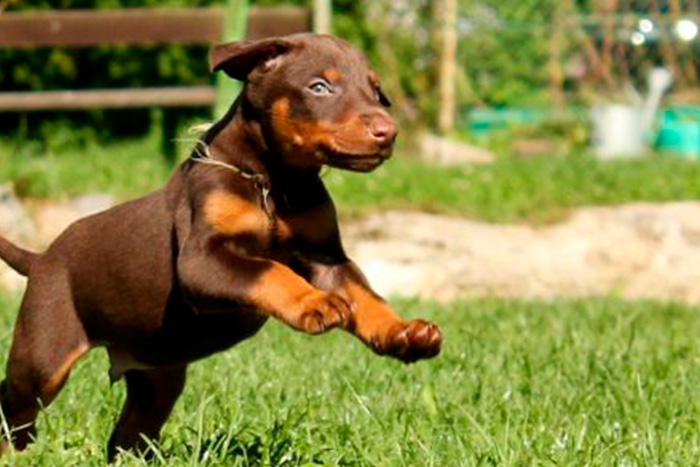 Filhote de Doberman na Grama