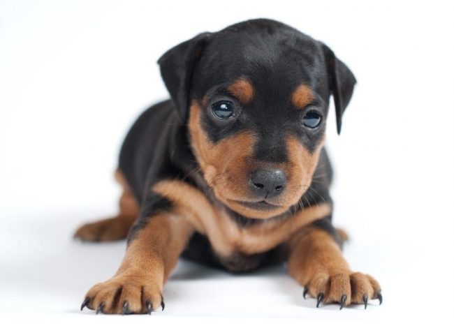 Filhote de Doberman