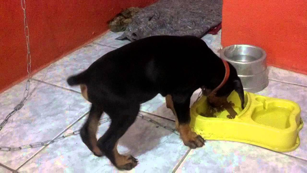 Filhote de Dobermann Comendo