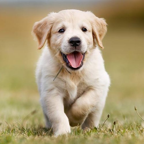 Filhote de Golden Retriever