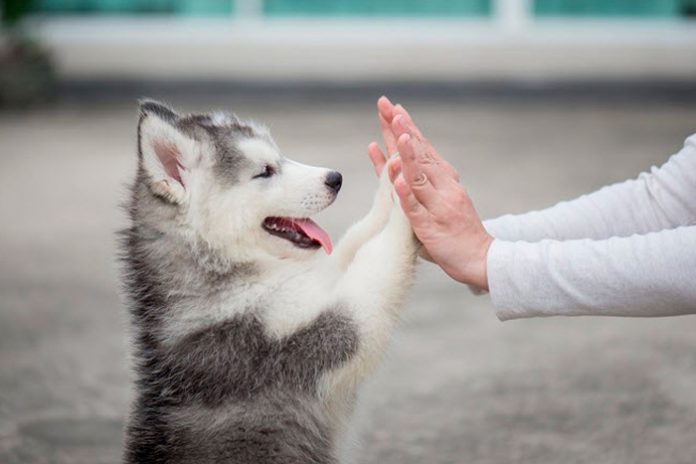 Filhote de Huskies Com o Dono