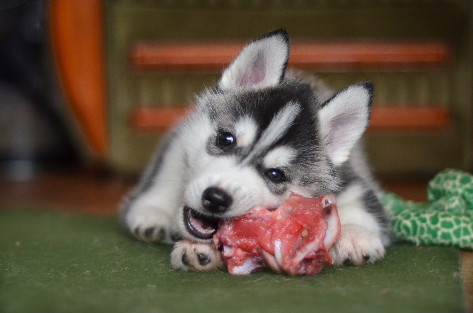 Filhote de Husky Siberiano Comendo 