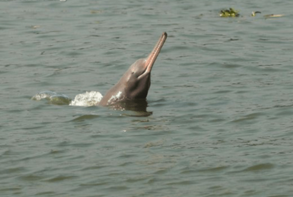 Filhote de Golfinho-do-Ganges