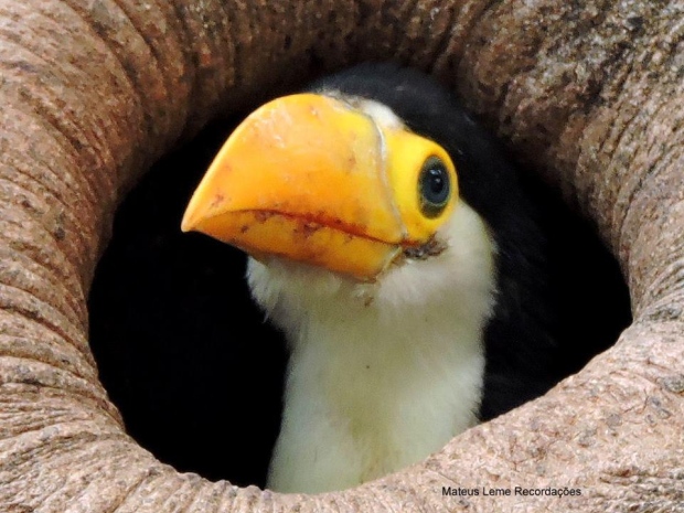 Como os Filhotes de Tucano Nascem? O Que Eles Comem?