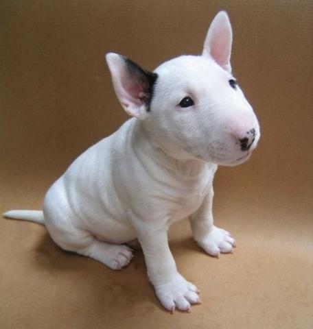 Filhotes Bull Terrier