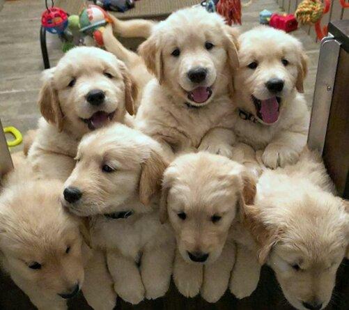 Filhotes De Golden Retriever