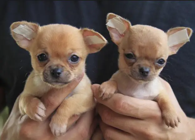 Filhotes de Chihuahua 