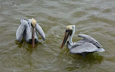 Filhotes de Pelicano-Comum