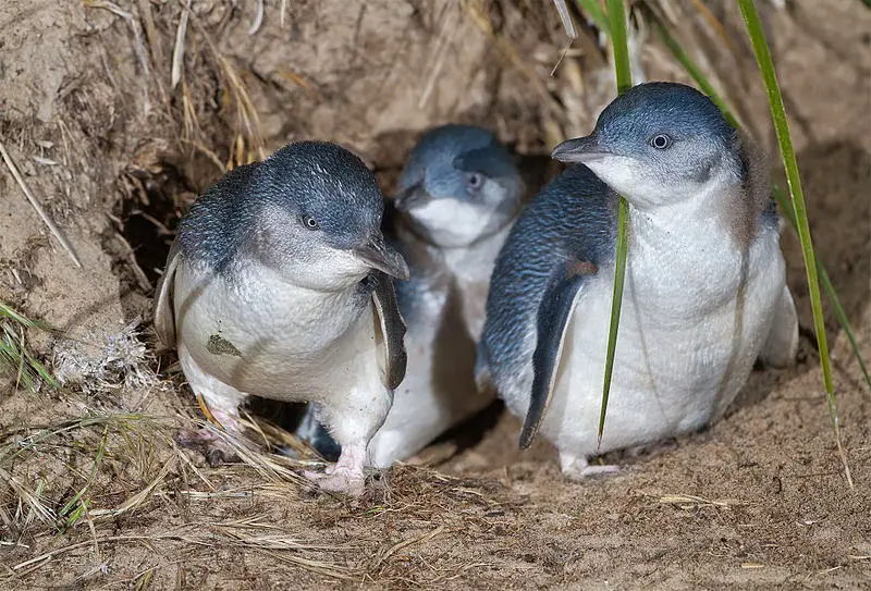 Filhotes de Pinguim Azul