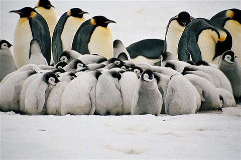 Filhotes de Pinguins 