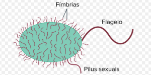 Qual a Função dos Flagelos e das Fimbrias? | Mundo Ecologia