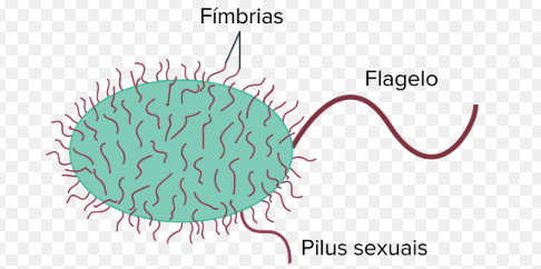 Flagelos e Fímbrias