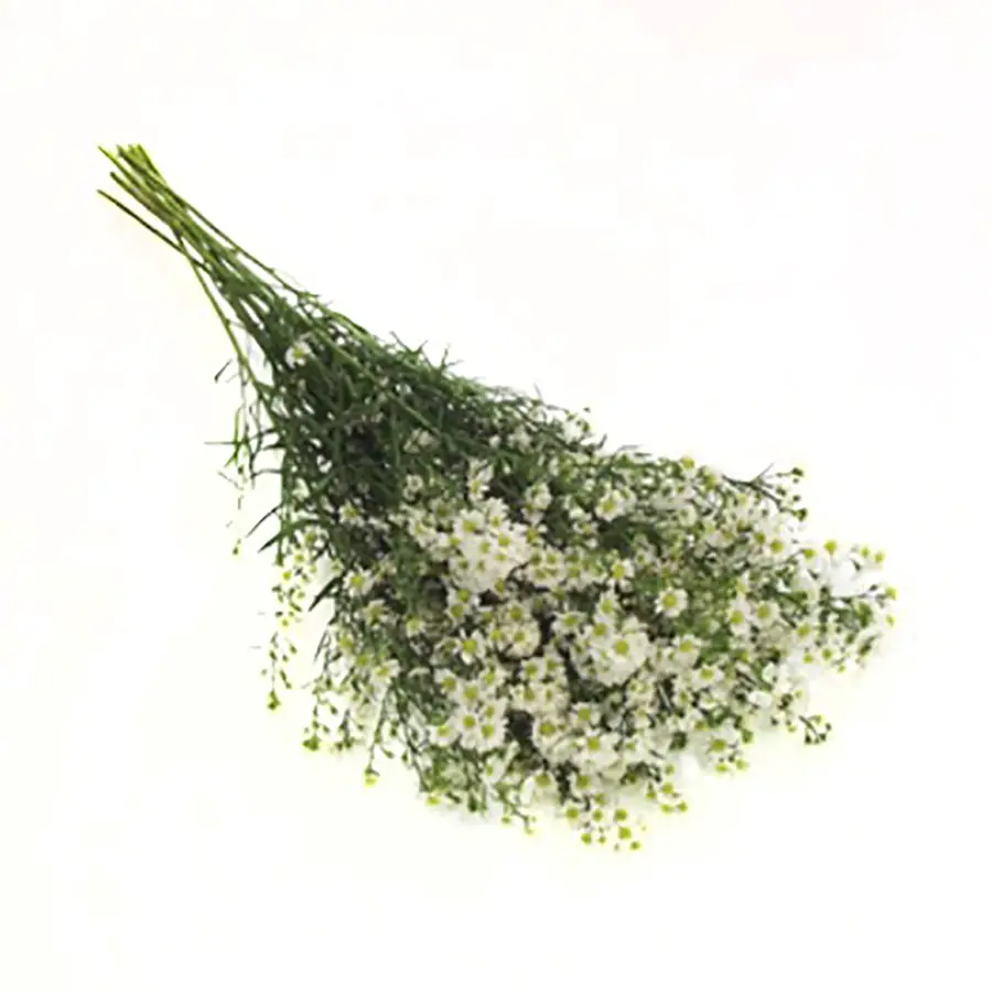 Flor Áster Branca: Preço, Como Comprar e Onde Comprar | Mundo Ecologia