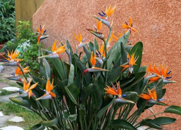 Flor Ave do Paraíso: Como Plantar, Cultivar, Fazer Mudas e Cuidados | Mundo Ecologia Flor Ave do Paraíso: Como Plantar, Cultivar, Fazer Mudas e Cuidados | Mundo Ecologia