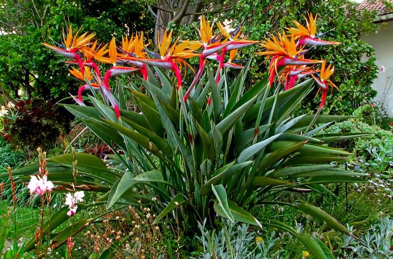 Flor Ave do Paraíso na Primavera
