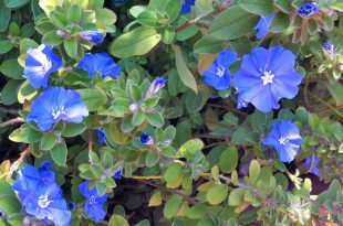 Flor Azulzinha