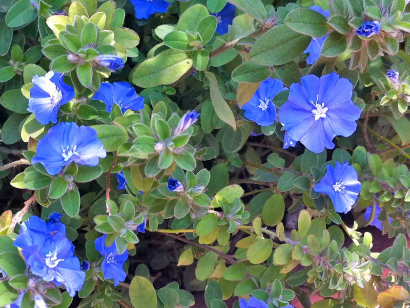 Flor Azulzinha 