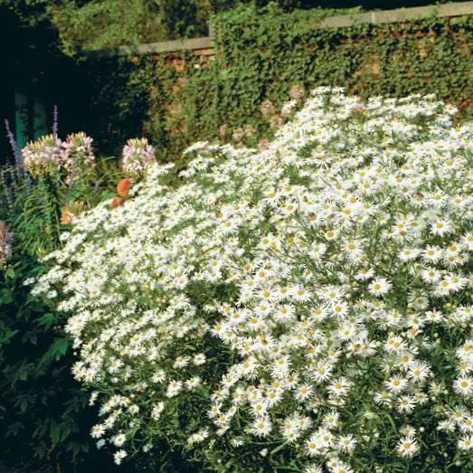 Flor Áster Branca em Jardins