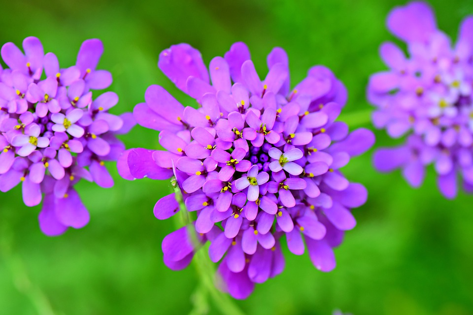 Flor Candytuft: Curiosidades e Fatos Interessantes Sobre a Planta
