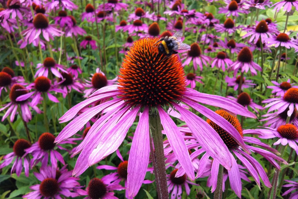 Flor De Cone no Jardim 