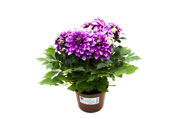 Flor Dália no Vaso